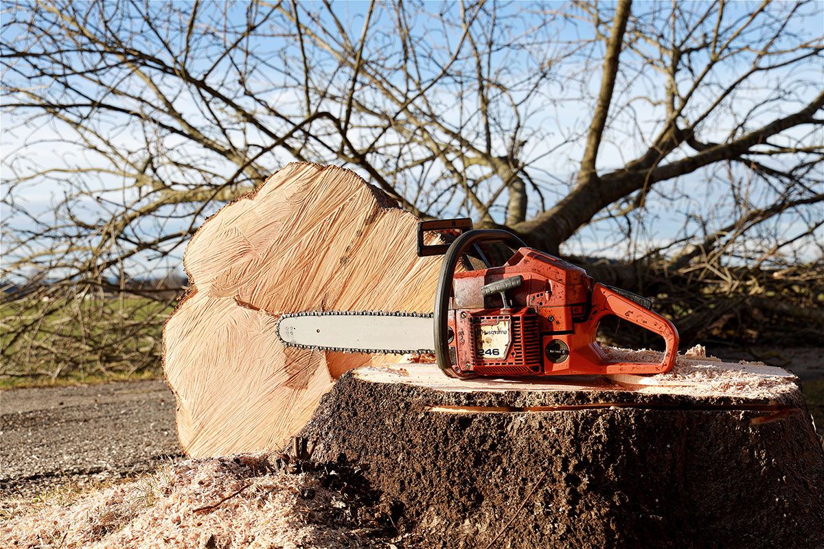 Infinity ProServ's arboriculturists can help you maintain or deal with any tree-related issues