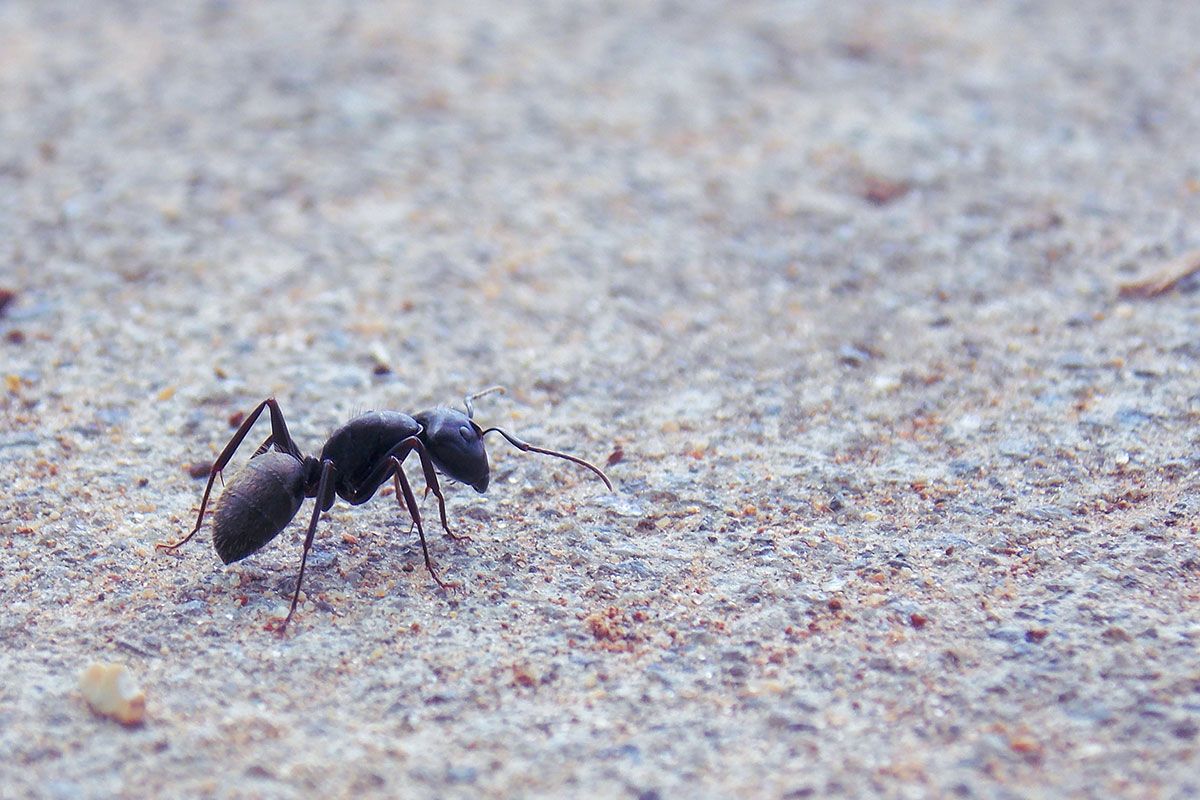 Infinity ProServ's pest control services can either remove, or prevent ant infestations across Essex and Suffolk.