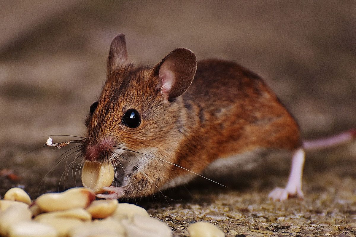 A mouse in the house can be a real nuisance. Infinity ProServ can control and prevent mice from entering your home.