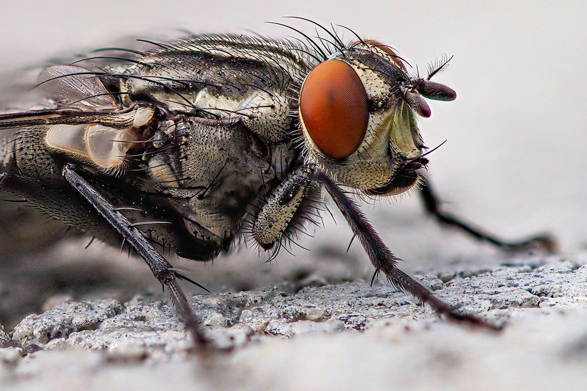 Fly infestations can be a nightmare in the home. Infinity ProServ can clear and prevent these.