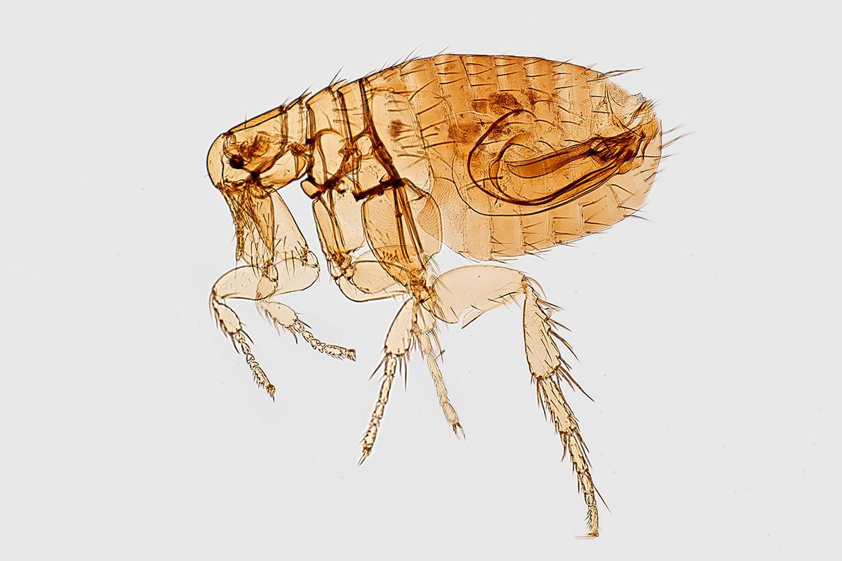 Let Infinity ProServ's pest controllers assist in dealing with any flea infestations.