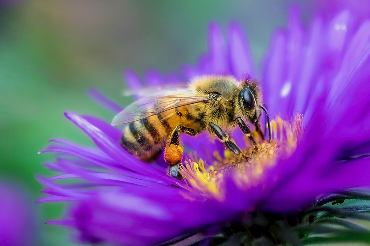 Bees are critical to the world's food production, but can, on occasion become a pest! Infinity ProServ can help control bee problems without harming these vital creatures.