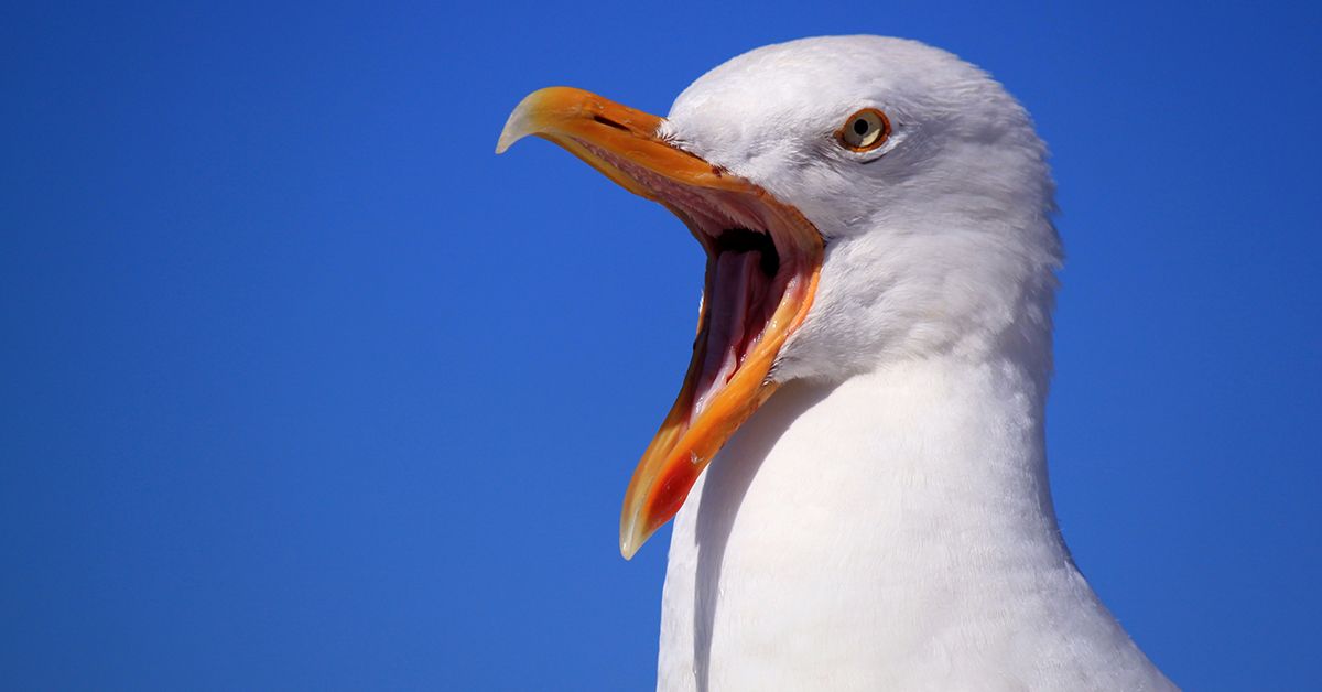 Seagulls can be a bane to many people's lives. Find out how Infinity ProServ can assist in reducing their impact.