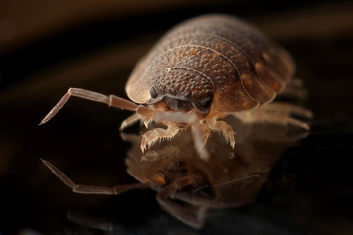 Infinity ProServ's Pest Control can assist you in eradicating Bed Bugs, and keeping them gone!