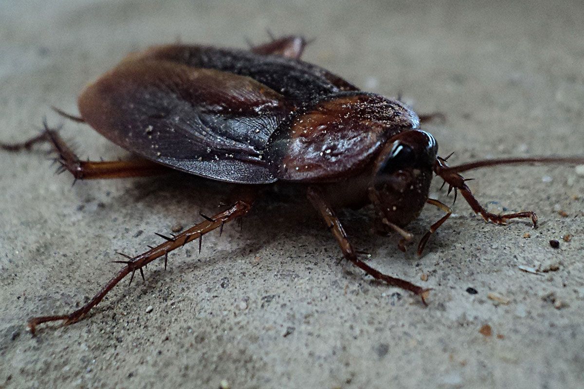Infinity ProServ have the pest control team to help eradicate your cockroach problems.