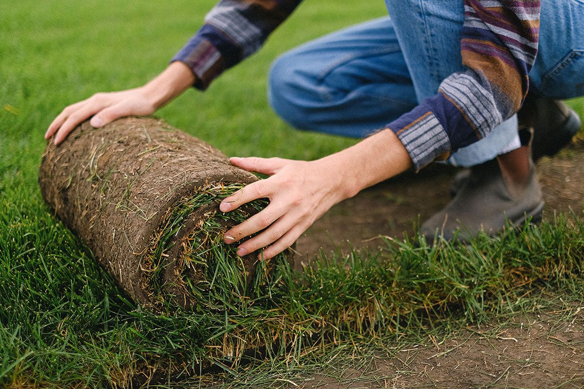 Autumn is the perfect time to renew your lawn. Infinity ProServ looks at why and what you need to do.