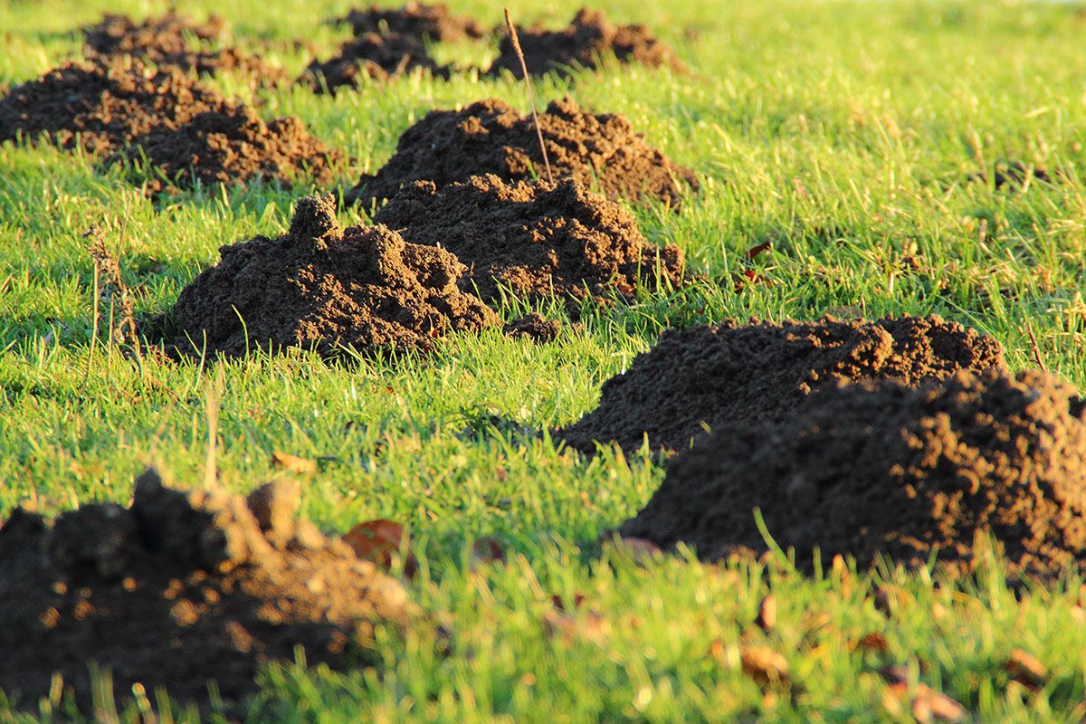 Moles can cause great disruption in gardens and particularly for farmers. Infinity ProServ can control moles and allow your garden to prosper.