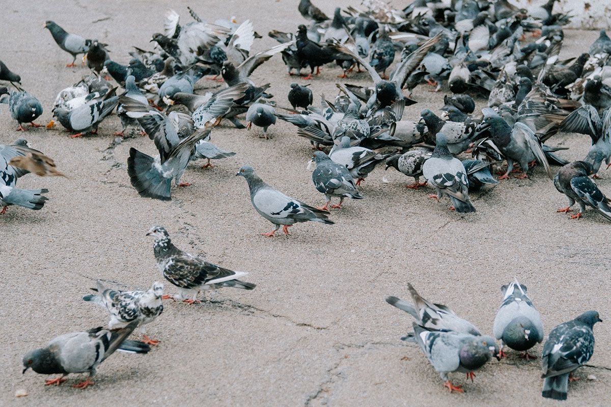Allow Infinity ProServ to eliminate your pigeon problems