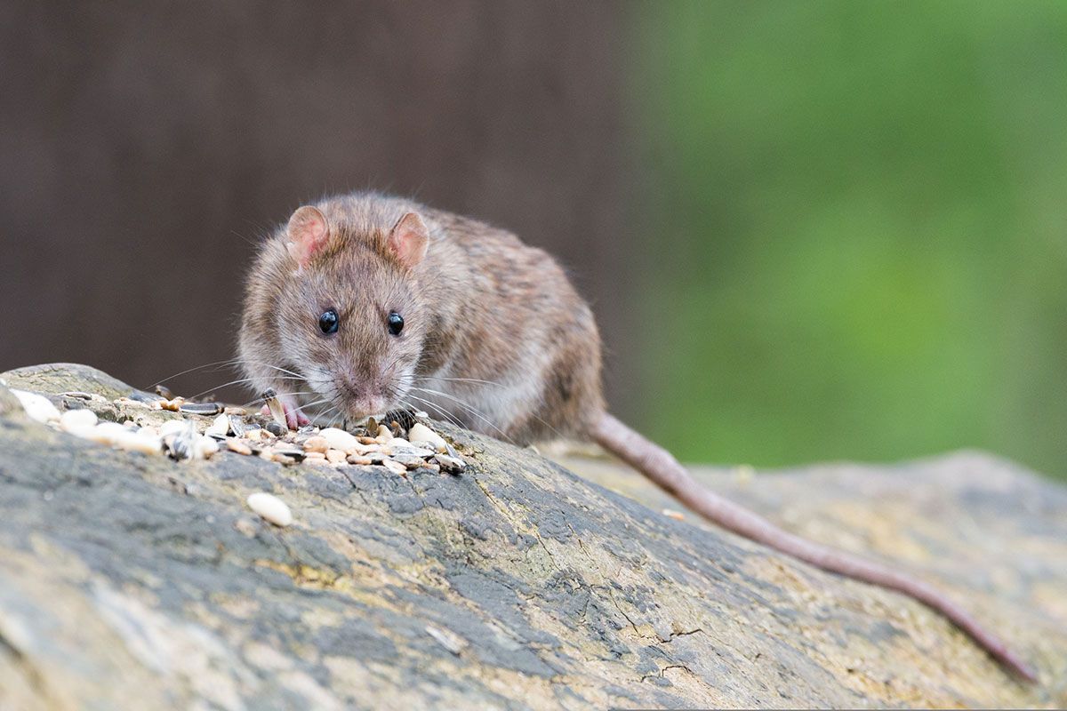 Rats are one of the homeowner's most-feared pests. Infinity ProServ's pest controllers can quickly and discreetly get rid of any problem rats.