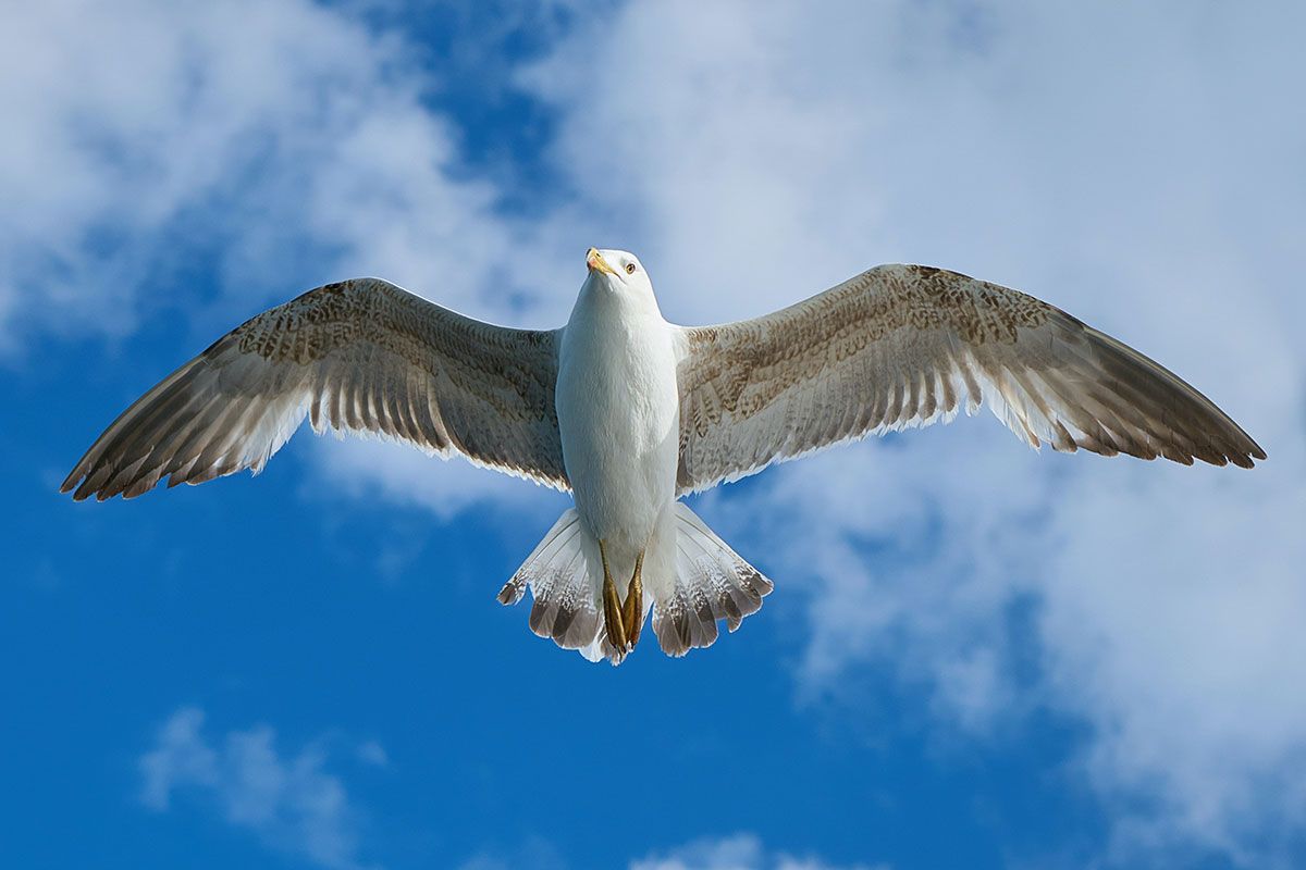 Find out how Infinity ProServ can help to minimise the impact that seagulls have on your home.