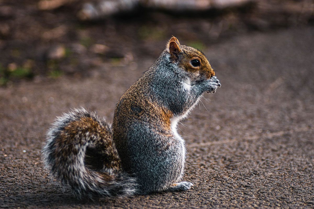 The cute and cuddly squirrel can be a menace if they get into your home. Infinity ProServ can protect your home.