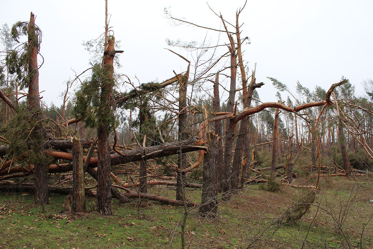 Infinity ProServ looks at the damage caused to homes and gardens by strong winds