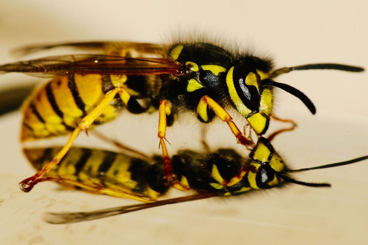 Wasps can be complete nuisance in both the home and garden, and even worse if they build a nest nearby. Infinity ProServ can solve all of your wasp issues!