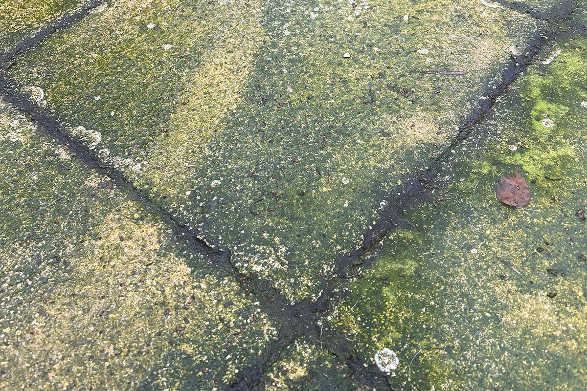 Get rid of algae, mould and mildew on your driveway and patio with our pressure washing services
