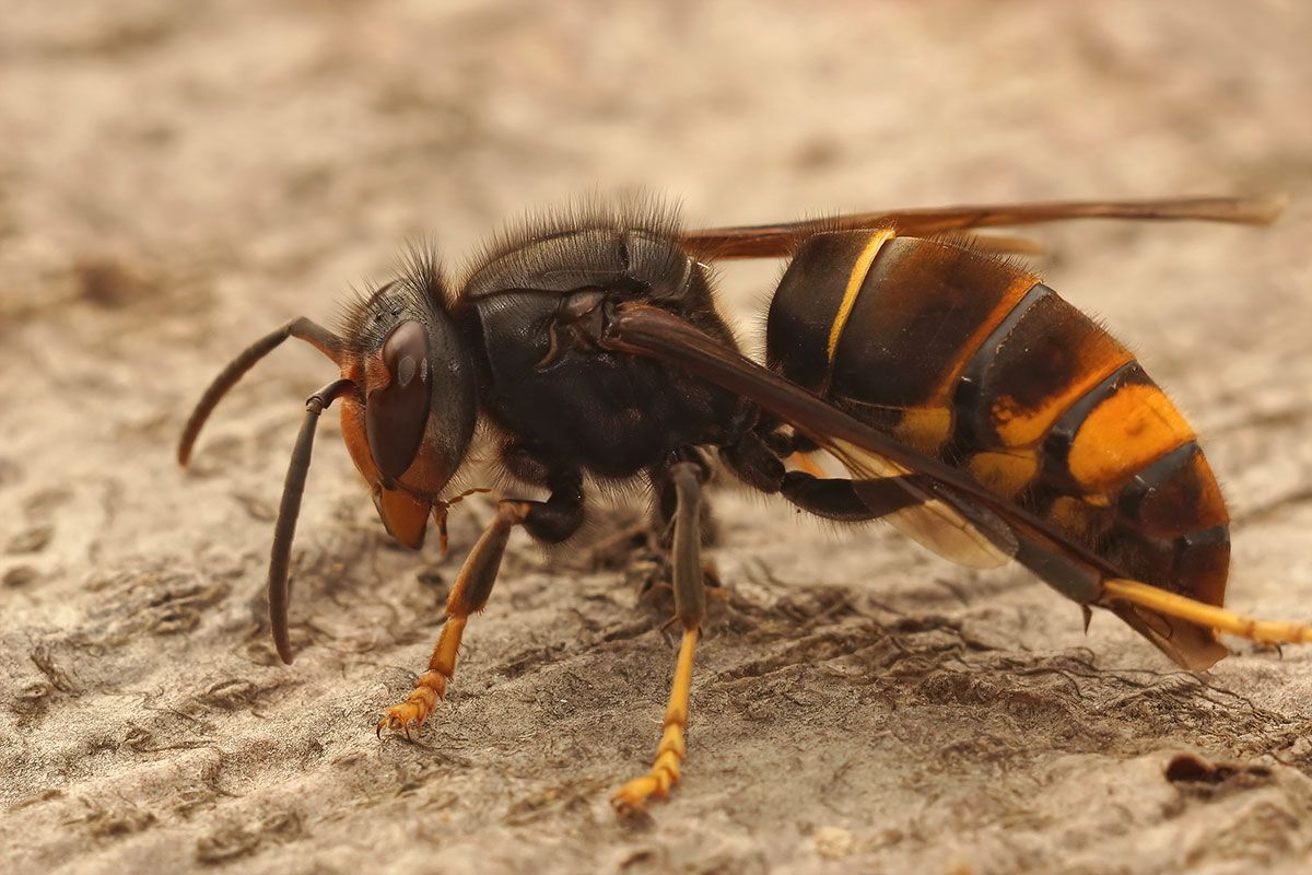 The UK has seen a huge increase in numbers of Asian Hornets in the past month. Find out why this is significant, and what can be done to stem their spread.
