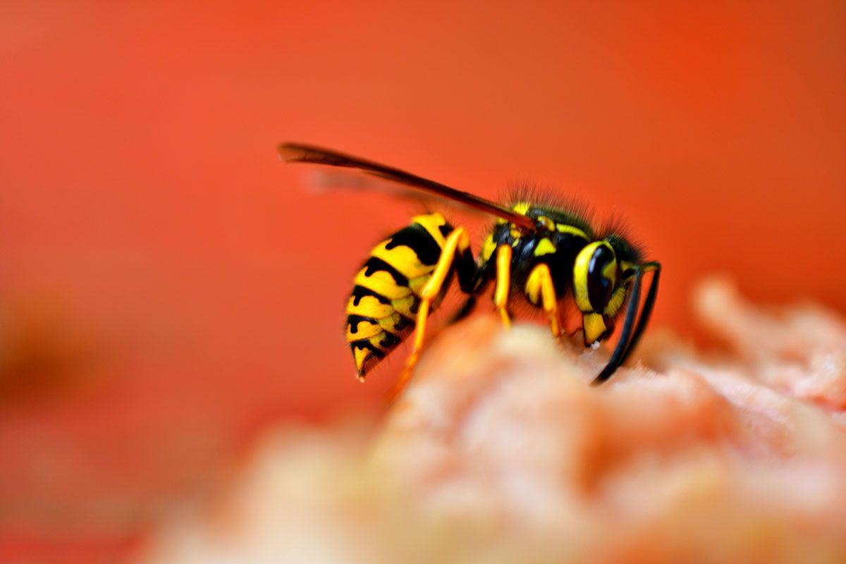 Infinity ProServ's regular blog looks at the summer problem wasp, and how best to deal with them.