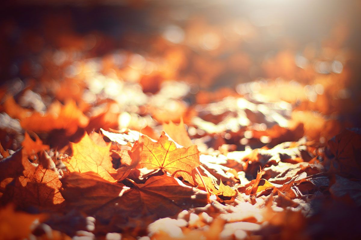 Infinity ProServ gives you a guide on how to prepare your home for autumn