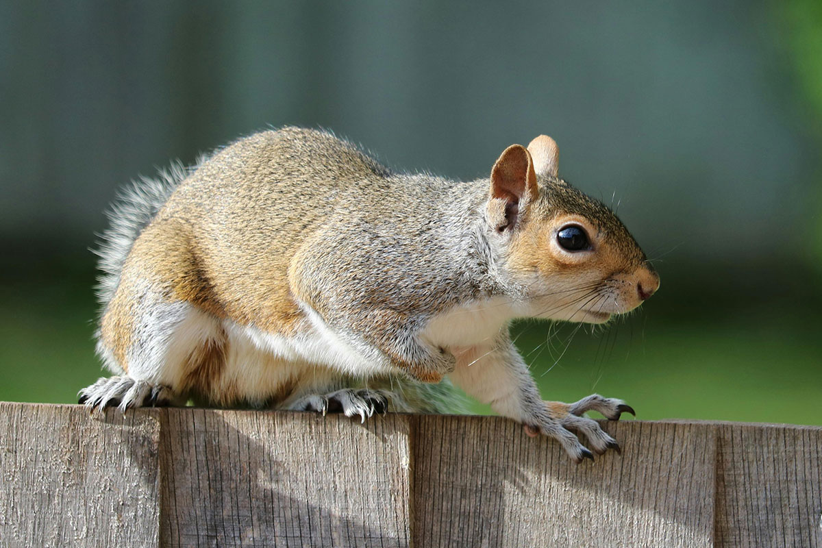 In Squirrel Awareness Month, we look at the impact squirrels can have for homeowners, and how you can  manage effective squirrel pest control.