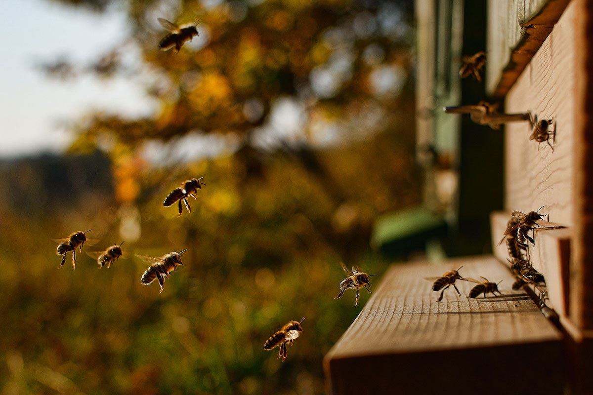 Bees, Bees, Bees! Infinity Home Services takes a look at the role bees take in our world, how we need to protect them, and how we can deal with them should they pose a problem.